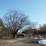 残雪の日本庭園1