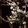 残雪の日本庭園14