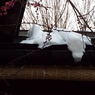 残雪の日本庭園15