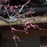 残雪の日本庭園16