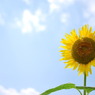 the sunflower