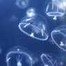 シロクラゲ