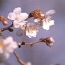 huyuzakura1