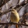 野鳥を追って　ジョウビタキ