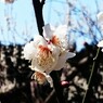 ume1