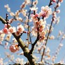 ume2