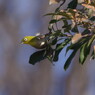 野鳥を追って　メジロ
