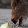 時には煎餅以外でも