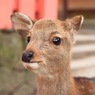 あら、あら、おべんとうつけて