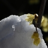 雪に濡れて