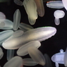真冬のクラゲ‐シンカイウリクラゲ