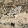 コミミズクのウンチ