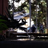 手水舎_龍_金王八幡宮