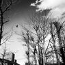冬の青空