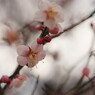 仲春　梅