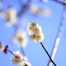 宗清寺の梅