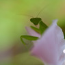 花とカマキリ
