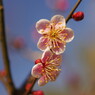 仲春　梅