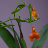 pseudoepidendrum