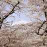 IMGP0115+tr+tc4
