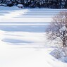  木のある風景