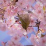 今戸神社のメジロ