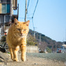 朝のお散歩