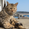 スマイルねこさん