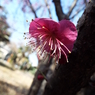 紅梅6