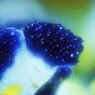 瑞々しく