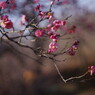 仲春　紅梅
