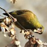 木の実を食べるオオカワラヒワ？