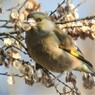 木の実を食べるカワラヒワ