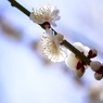 Spring has come