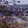 OLDLENS  河津桜