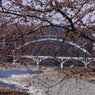 OLDLENS  河津桜  Ⅱ