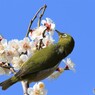 ウメジローⅶ