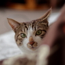 でぶ猫