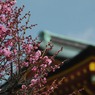 梅花３０＿１