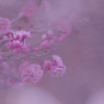 梅花３０＿３