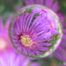 花玉