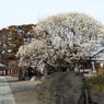 観音寺9