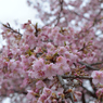 河津桜_07_代々木公園