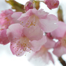 河津桜_09_代々木公園