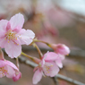 河津桜_10_代々木公園