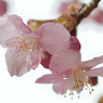 河津桜_11_代々木公園