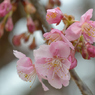 河津桜_12_代々木公園