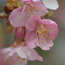 河津桜_13_代々木公園