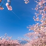 contrail