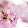 汐入河津桜見頃ⅲ